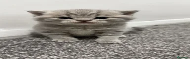 Scottish Fold Kitten 1