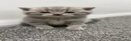 Scottish Fold cats for sale: Scottish Fold x British Shorthair Kittens  - Advert 9