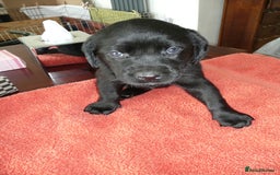 Labrador Retriever dogs for sale: Labrador puppies -1 black girl & 3 black boys left - Image 13