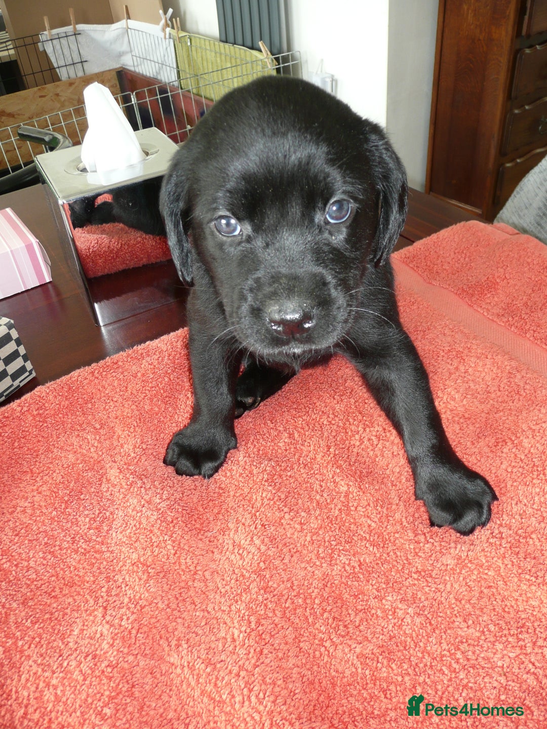 Labrador Retriever dogs for sale: Labrador puppies -1 black girl & 3 black boys left - Image 13