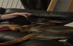 German Shepherd dogs for sale: Playful 5 Moth Old German Shepherd Male - Image 2