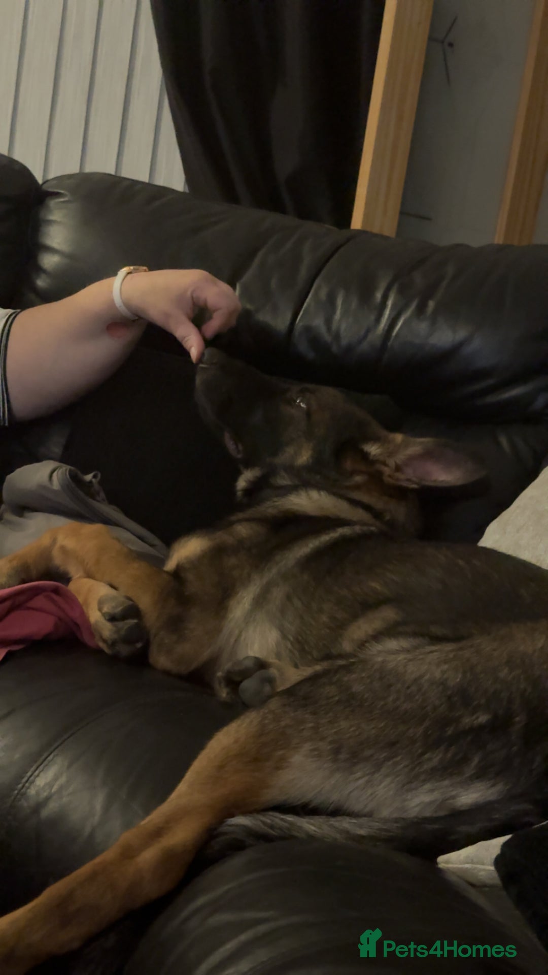 German Shepherd dogs for sale: Playful 5 Moth Old German Shepherd Male - Image 2