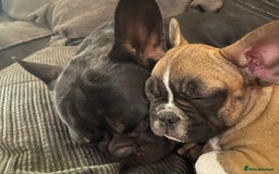French Bulldog dogs for sale: French bulldog - Image 1