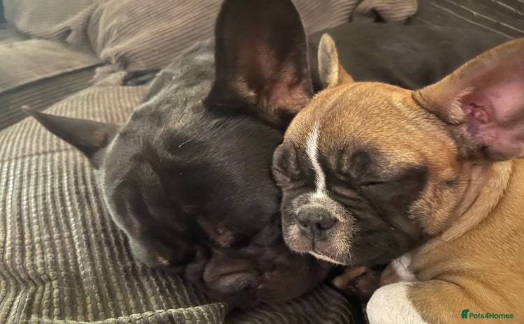 French Bulldog dogs - Advert 14