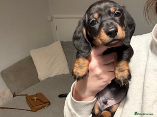 Miniature Dachshund dogs *boy available* gorgeous miniature dachshund pups - Advert 11