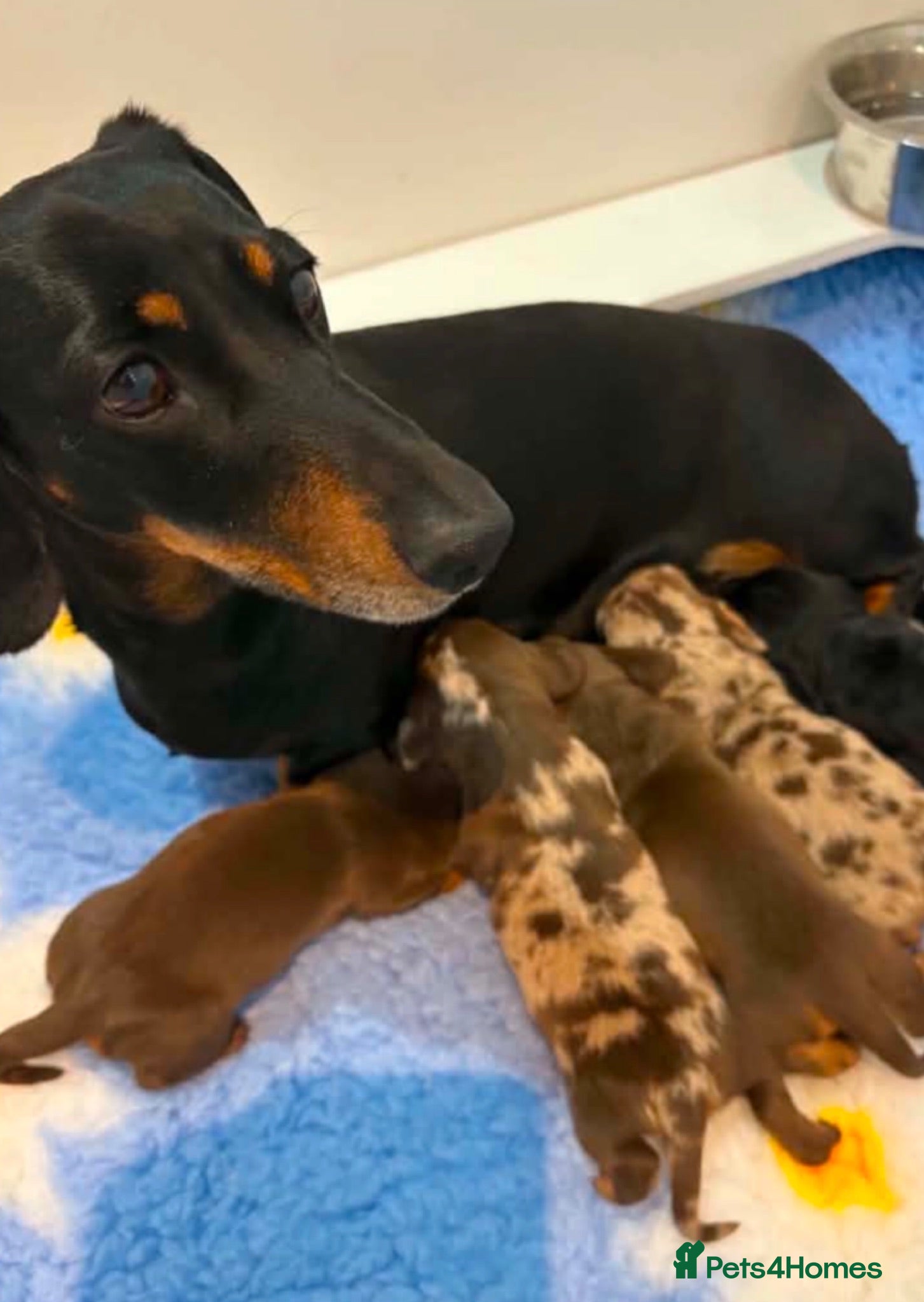 Miniature Dachshund dogs Miniature dachshund pups.KC reg&council licensed - Advert 2
