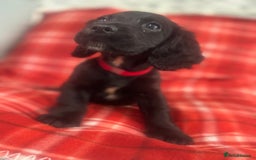 Cocker Spaniel dogs for sale: Cocker spaniel puppies  - Image 3