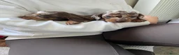 Miniature Dachshund dogs for sale: Miniature smooth haired dachshund  in Bridgend - Advert 3