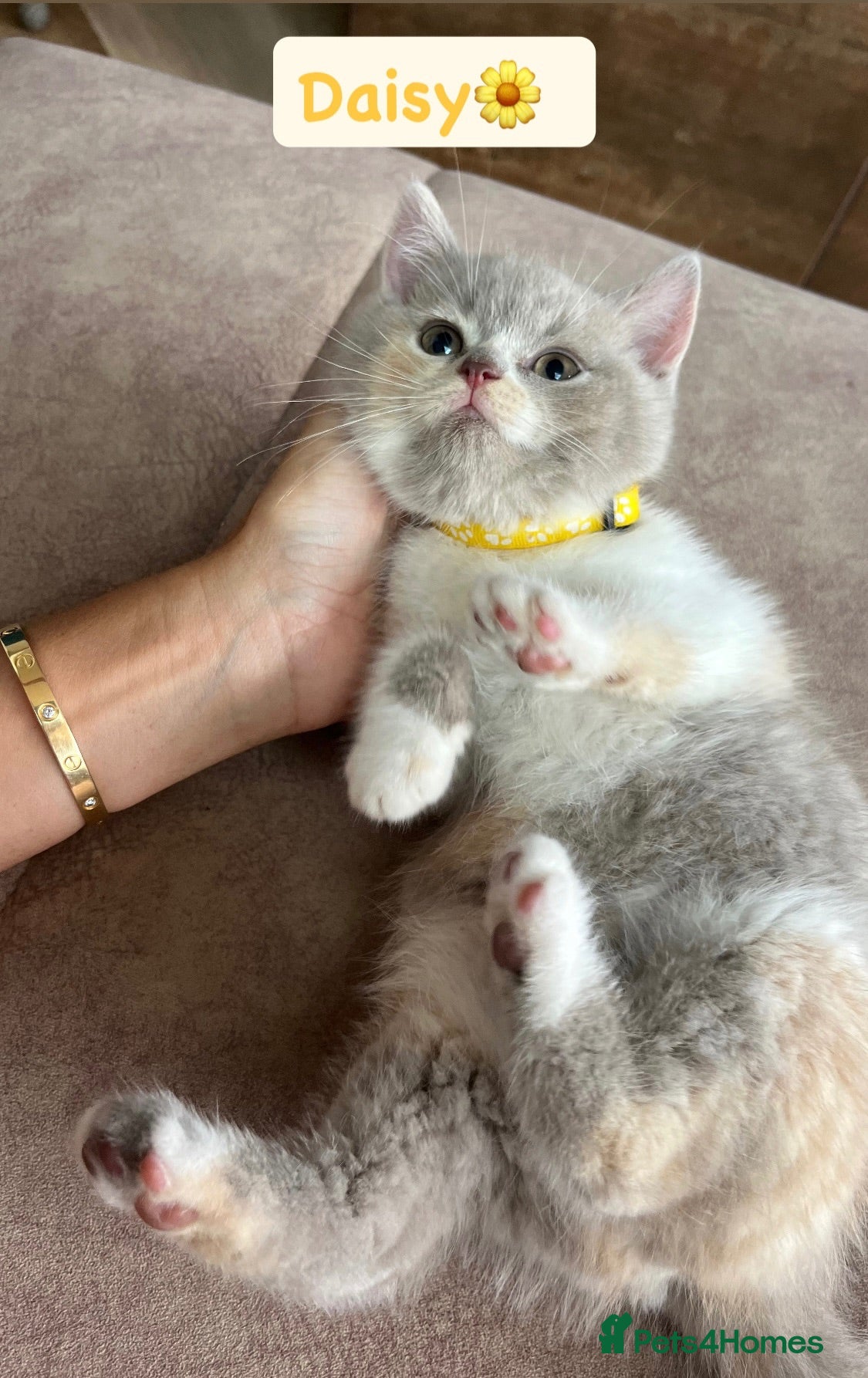 British Shorthair cats Incredible BSH Pedigree 🐾💖 GCCF £800 - Advert 1