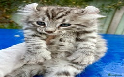 Keetso cats for sale: Superb rare polydactyl curled eared Keetso boy.  - Image 8
