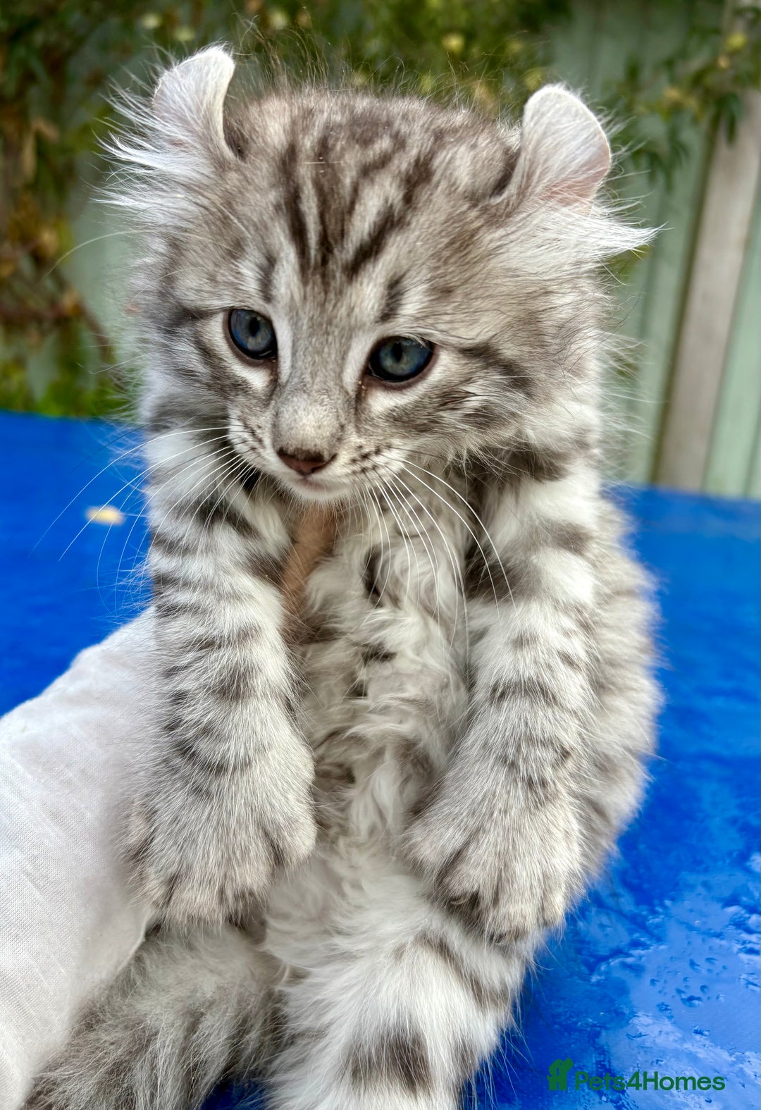 Keetso cats for sale: Superb rare polydactyl curled eared Keetso boy.  - Image 8