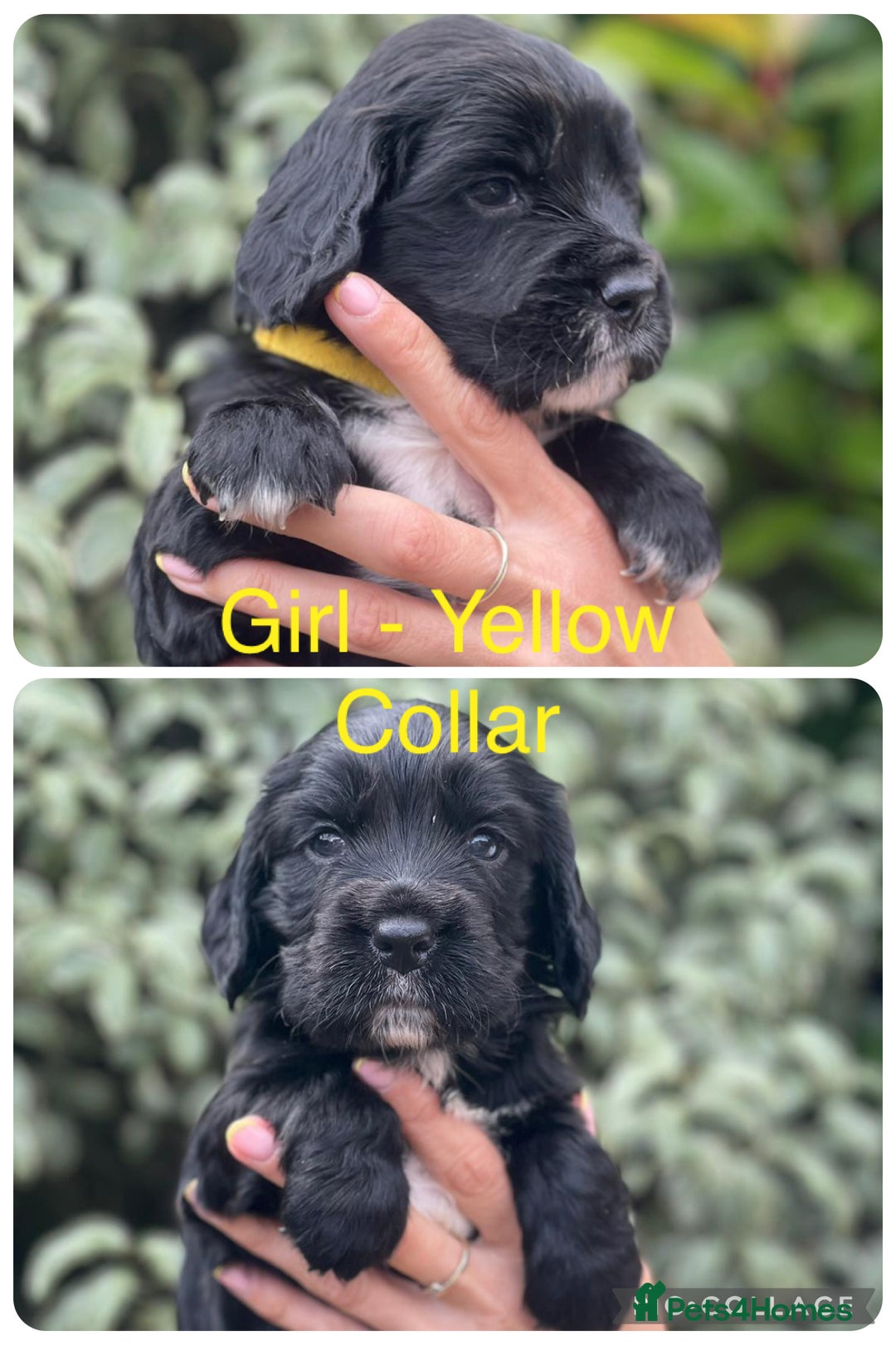 Sprocker dogs for sale: Exceptionally Bred F1 Sprockers from FTCH lines - Image 9