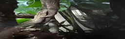 Gecko reptiles for sale: Gargoyle gecko in Stoke-on-Trent - Advert 6