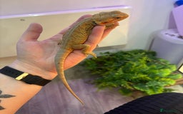 Bearded Dragon reptiles for sale: Bearded Dragon Babies INC RED MONSTERS - Image 12