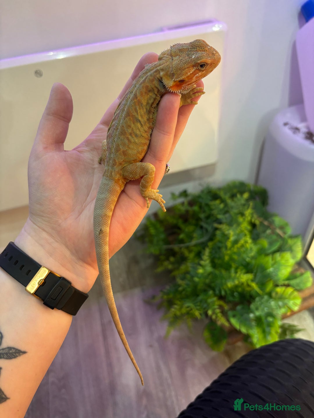 Bearded Dragon reptiles for sale: Bearded Dragon Babies INC RED MONSTERS - Image 12
