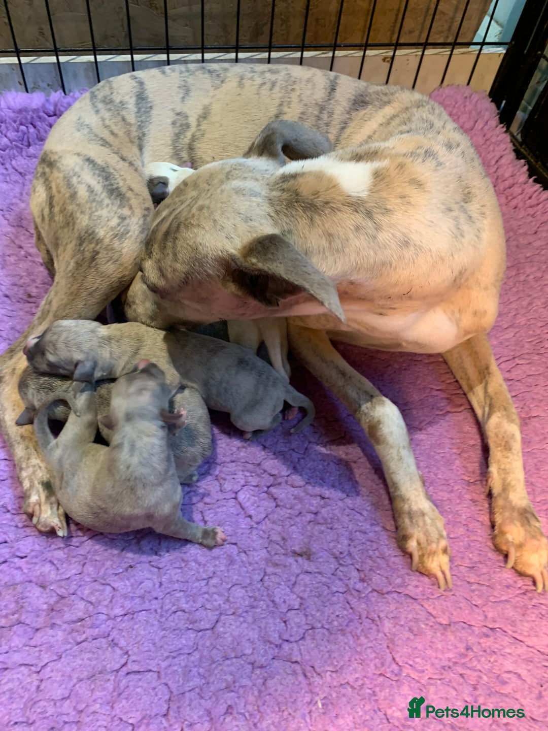 Whippet dogs for sale: Beautiful Pedigree Whippet Puppies - Advert 21