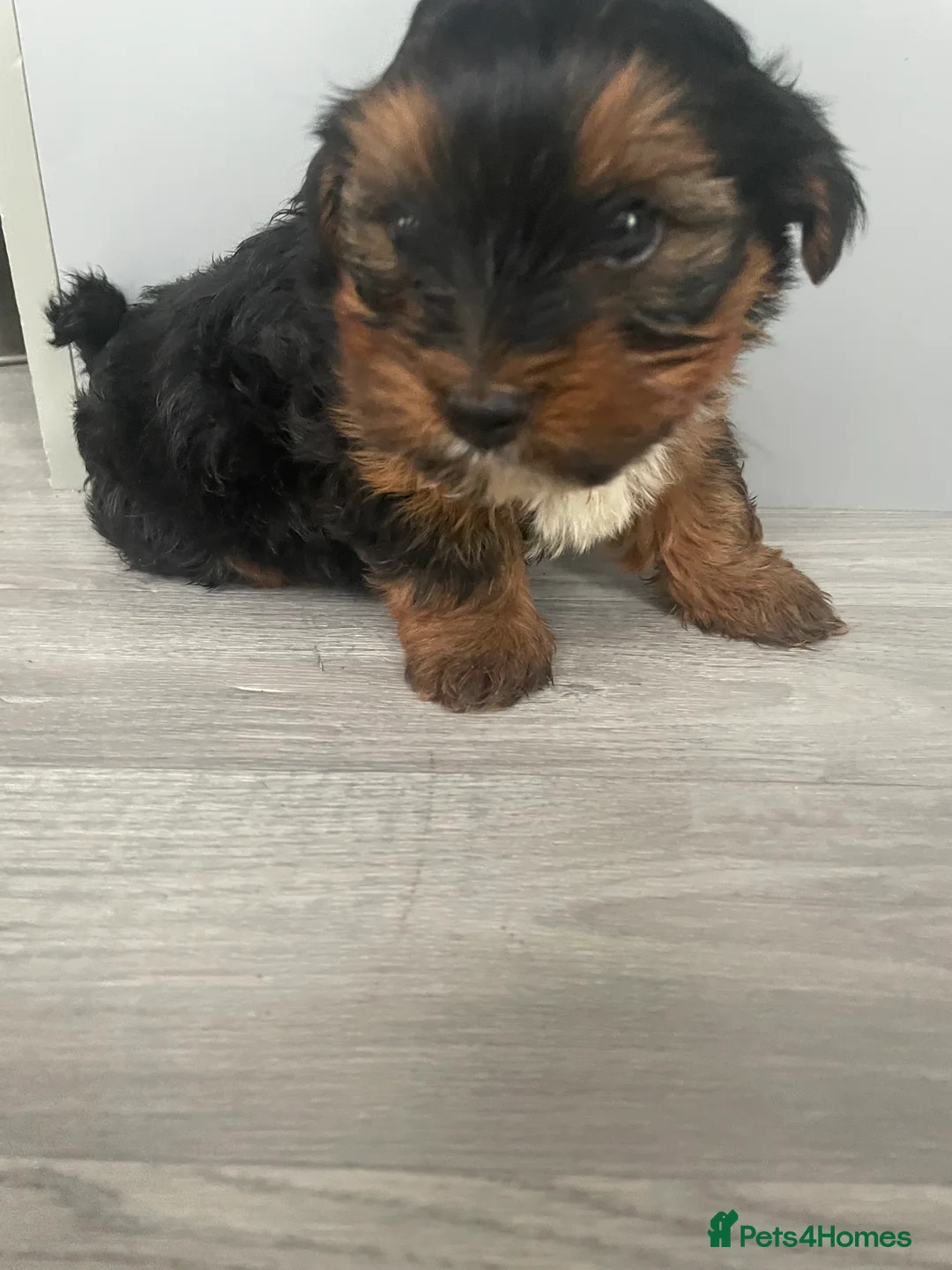 Yorkshire Terrier dogs for sale: Yorkshire terrier puppy in Taunton - Advert 3