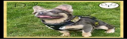 French Bulldog dogs for sale: Excellent Bloodline KC French Bulldogs A** Tested - Advert 18