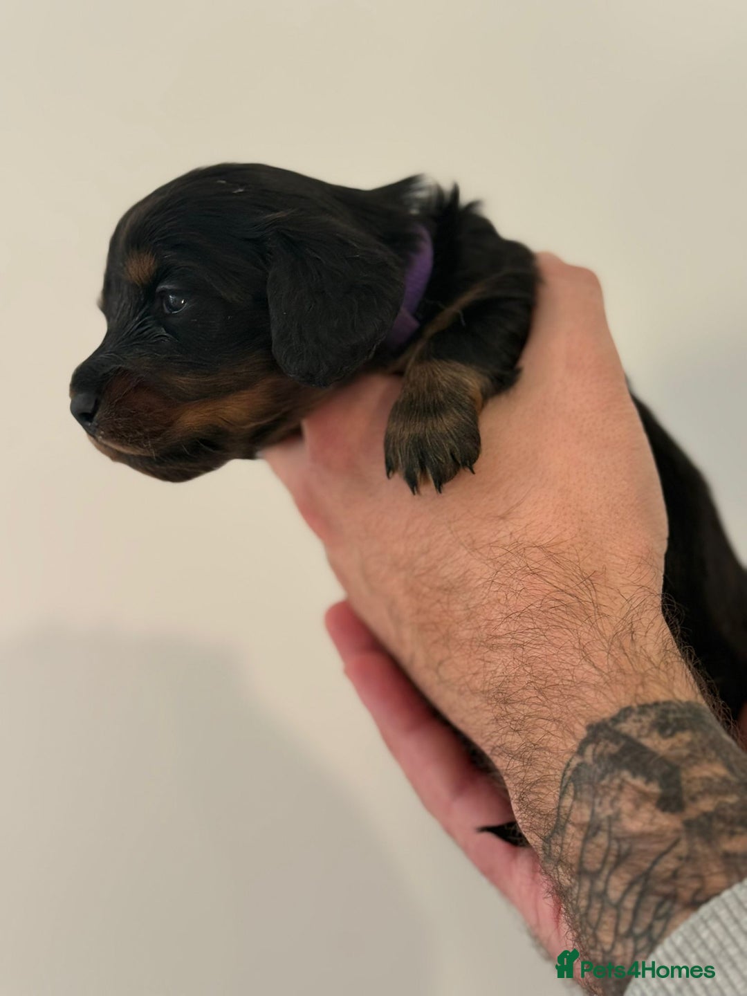 Miniature Dachshund dogs for sale: Black and Tan Miniature Daschund  - Advert 12