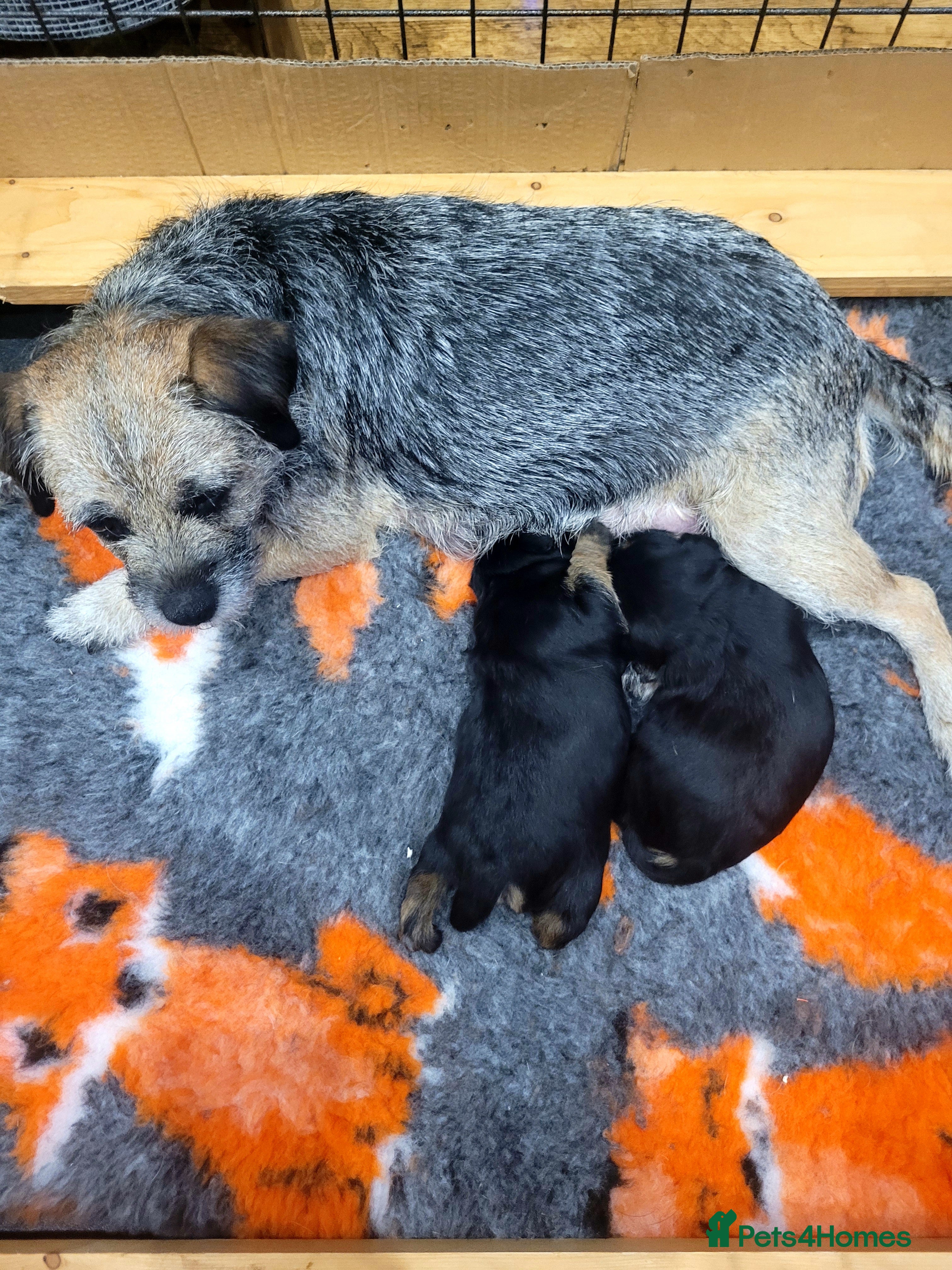 Border Terrier dogs Beautiful Black/Tan Bitch looking for loving home in Swadlincote - Advert 7