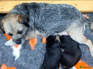 Border Terrier dogs Beautiful Black/Tan Bitch looking for loving home in Swadlincote - Advert 1