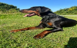 Dobermann dogs for stud: KC registered, champion blood line 07754772010 - Image 2
