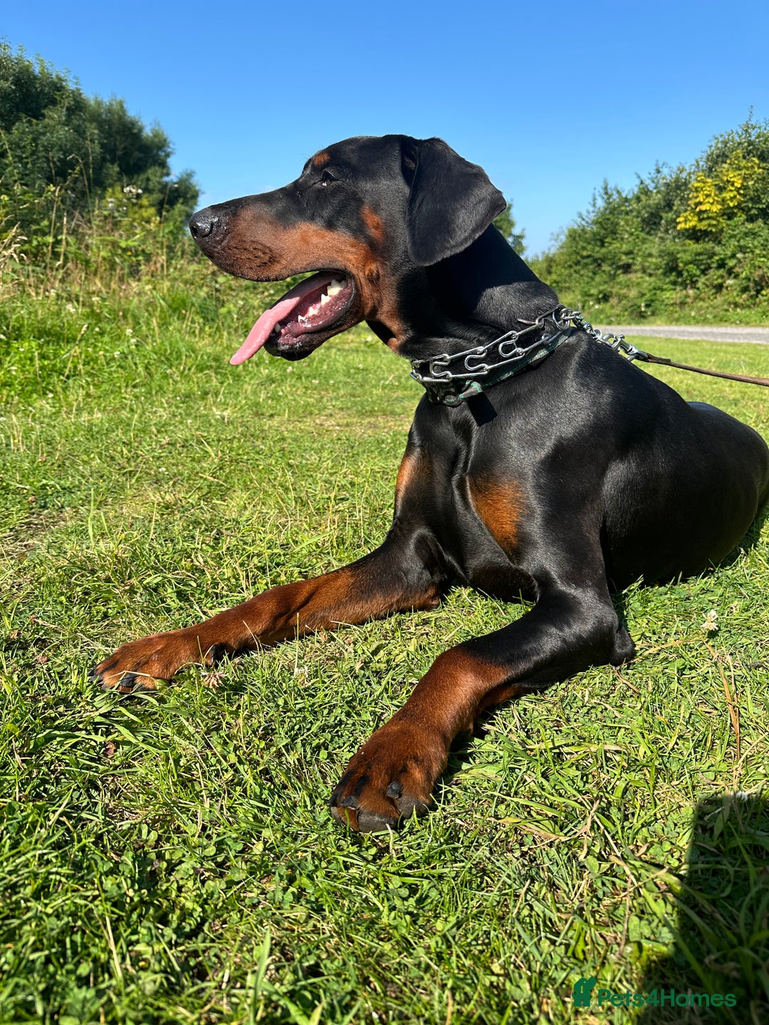 Dobermann dogs for stud: KC registered, champion blood line 07754772010 - Image 2