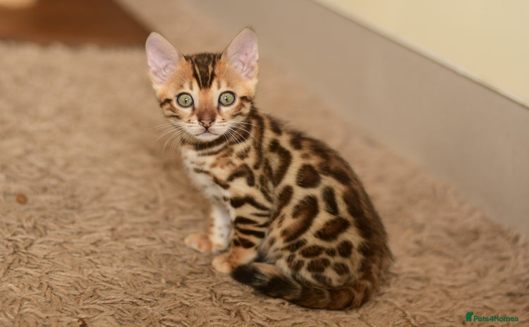 Bengal cats - Advert 4