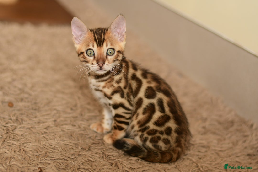 Bengal cats for sale: Show quality Bengal kittens available  - Image 1