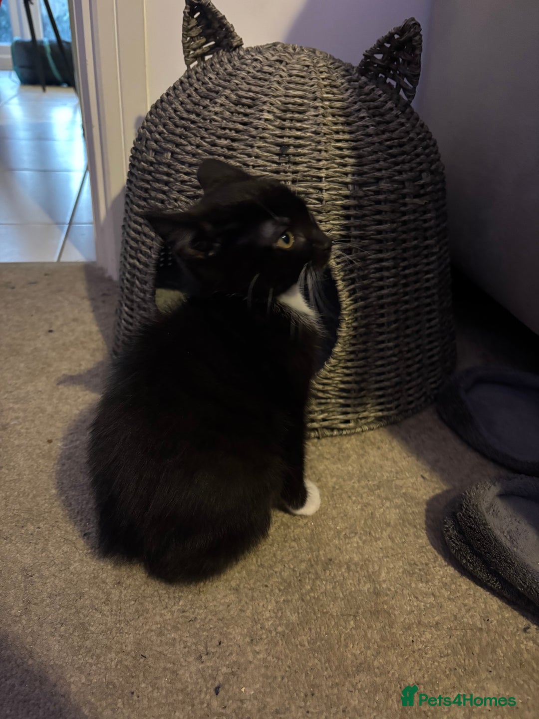 British Shorthair cats for sale: Kitten for sale  - Advert 3