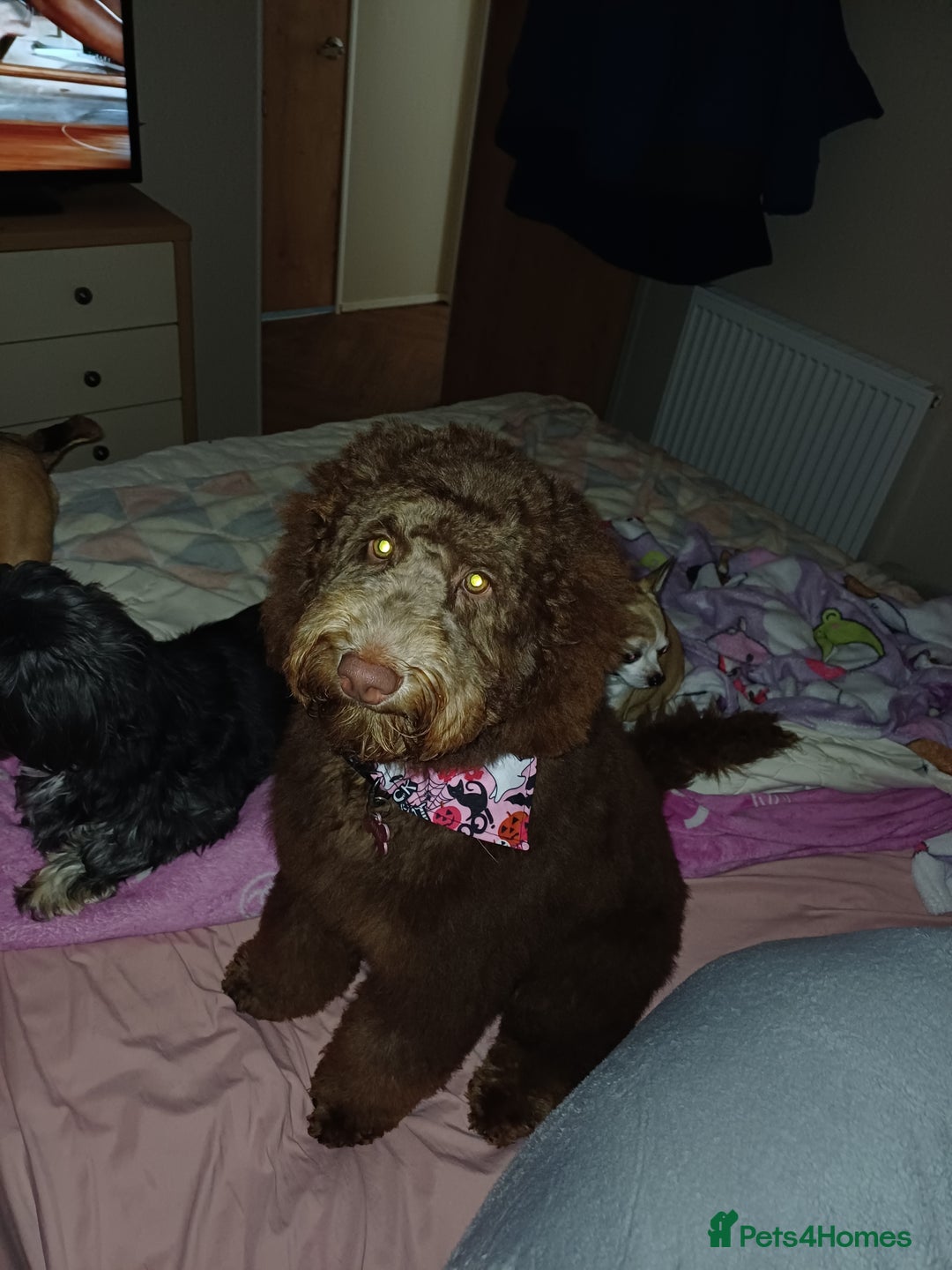 Australian Labradoodle dogs for sale: Australian labradoodle  - Advert 4