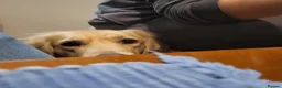 Golden Retriever dogs for sale: Gentle golden looking for a new family. in Taunton - Advert 11