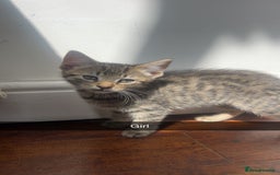 Mixed Breed cats for sale: 3 kittens urgently looking for new home  - Image 26