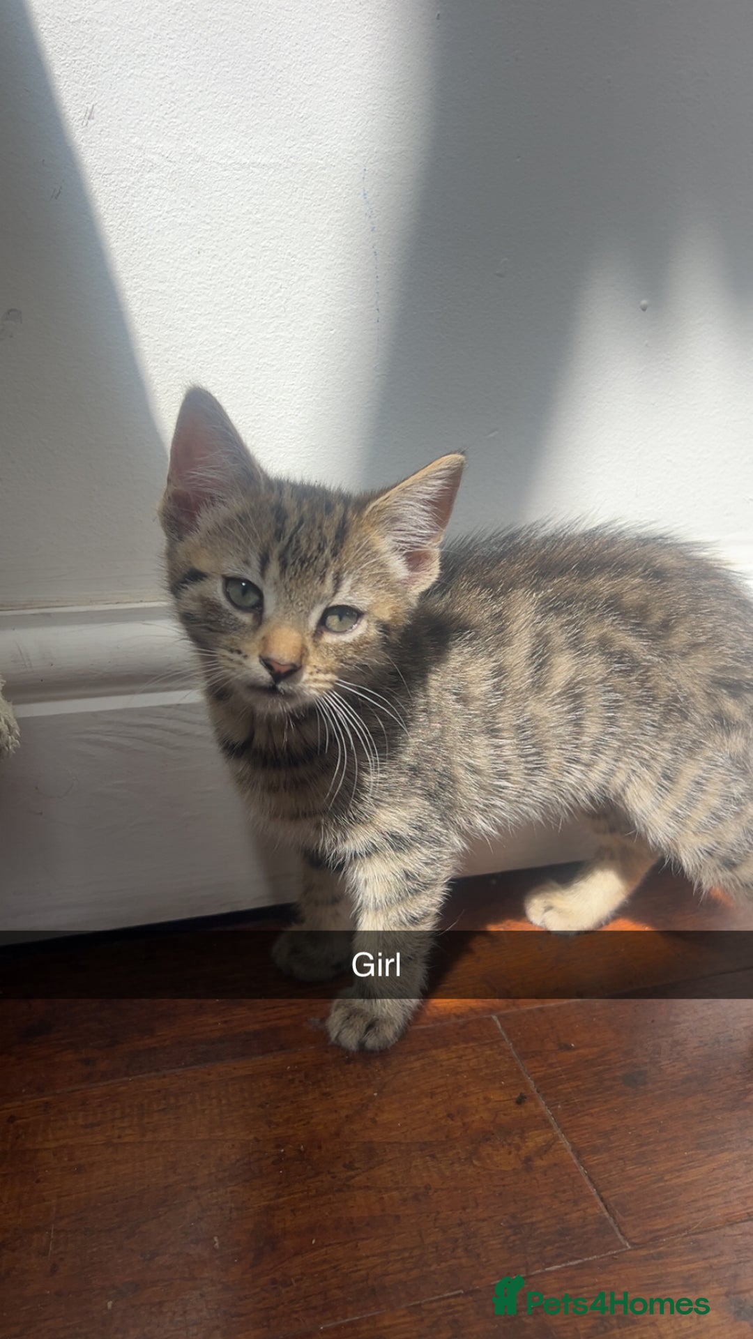 Mixed Breed cats for sale: 3 kittens urgently looking for new home  - Image 26