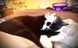 Mixed Breed cats for sale: Ragamuffin mix kittens  - Image 1