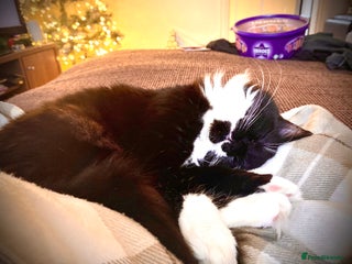 Mixed Breed cats for sale - Advert 1