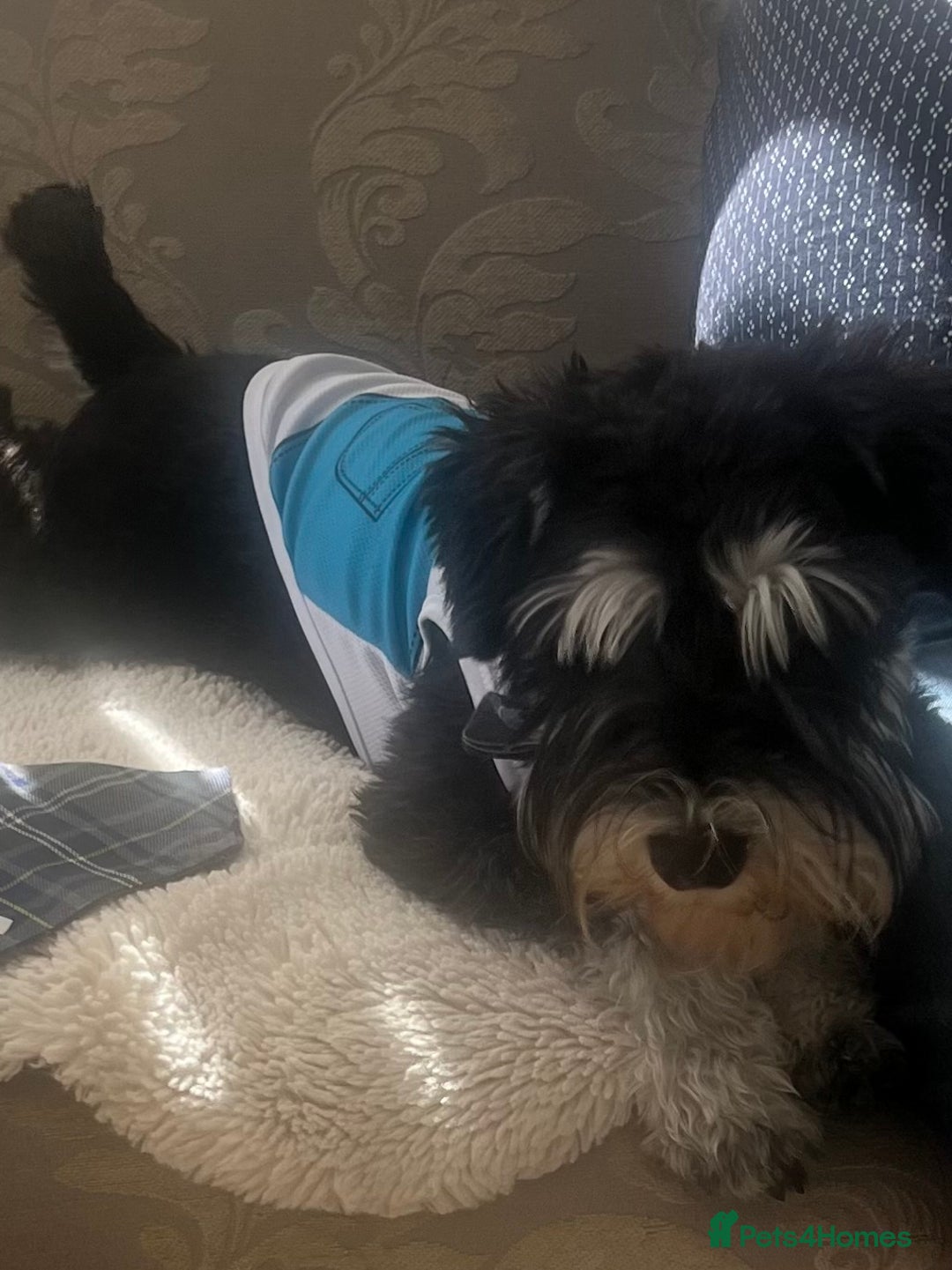 Miniature Schnauzer dogs for stud: 🐾🌟Miniature Schnauzer Stunning Stud 🌟🐾 - Advert 5