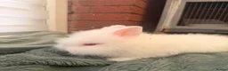 Lionhead rabbits for sale: 🐰ADORABLE LIONHEAD BUNNIES FOR SALE🐰 - Advert 3