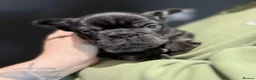 French Bulldog dogs for sale: Fluffy Merle & Black and Tan Frenchie Puppies 🐾 in Daventry - Advert 10