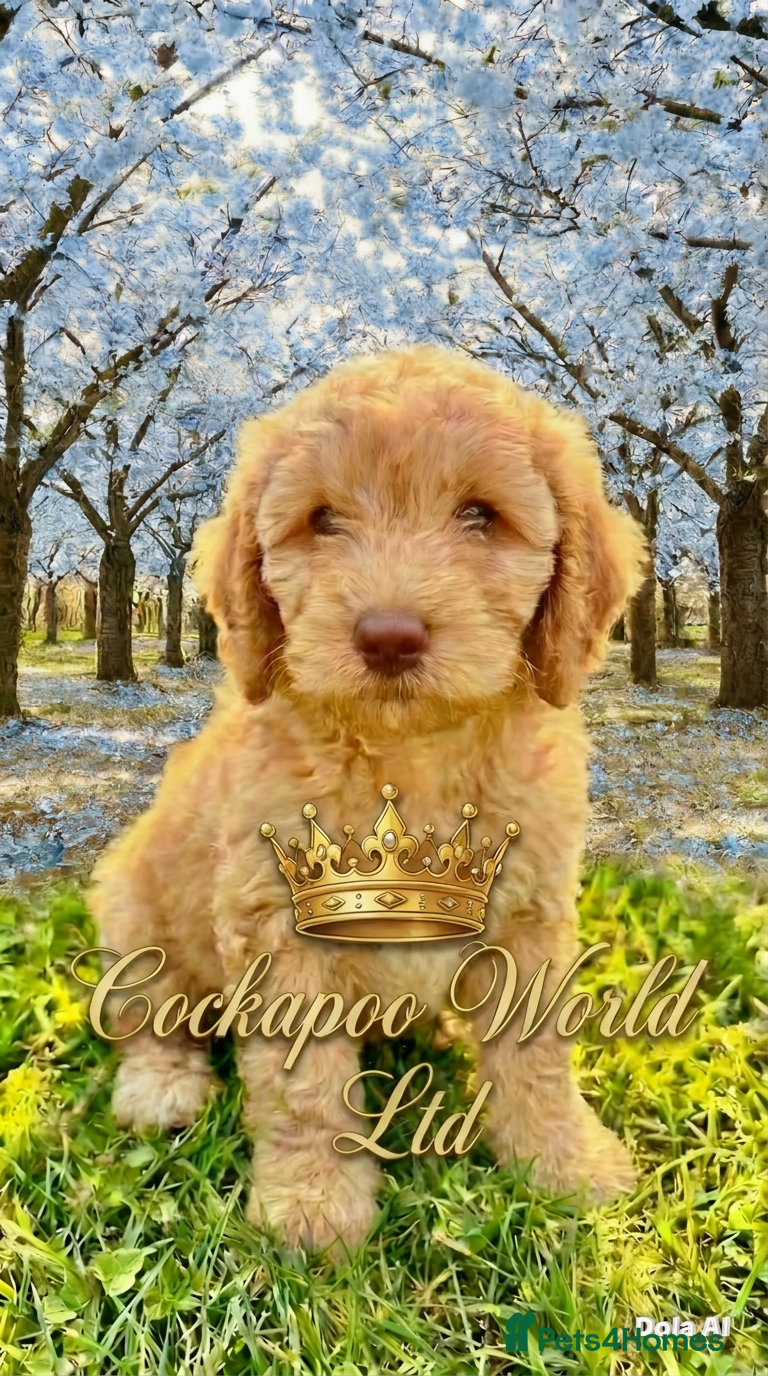 Cockapoo dogs REDUCED, DNA Clear, Last  Adorable Boy, Ready now - Advert 2