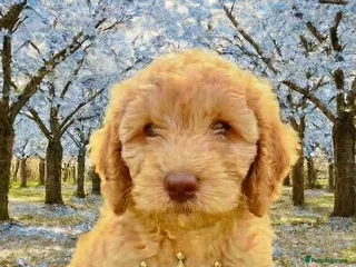 Cockapoo dogs REDUCED, DNA Clear, Last Adorable Boy, Ready now - Advert 2