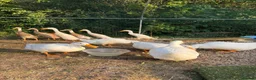 Ducks poultry for sale: Indian runner ducks looking for 5* homes in Thetford - Advert 4