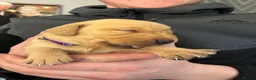 Labrador Retriever dogs for sale: Fox Red Labrador - Advert 36