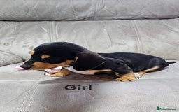 Miniature Dachshund dogs for sale: Ready boy or girl Black and tan smooth Dachshund's - Image 19