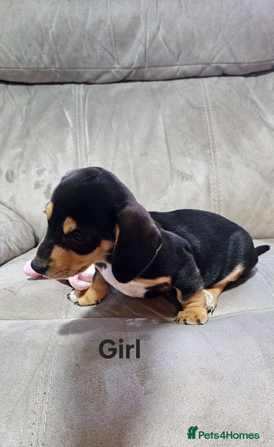 Miniature Dachshund dogs for sale: Ready boy or girl Black and tan smooth Dachshund's - Image 19