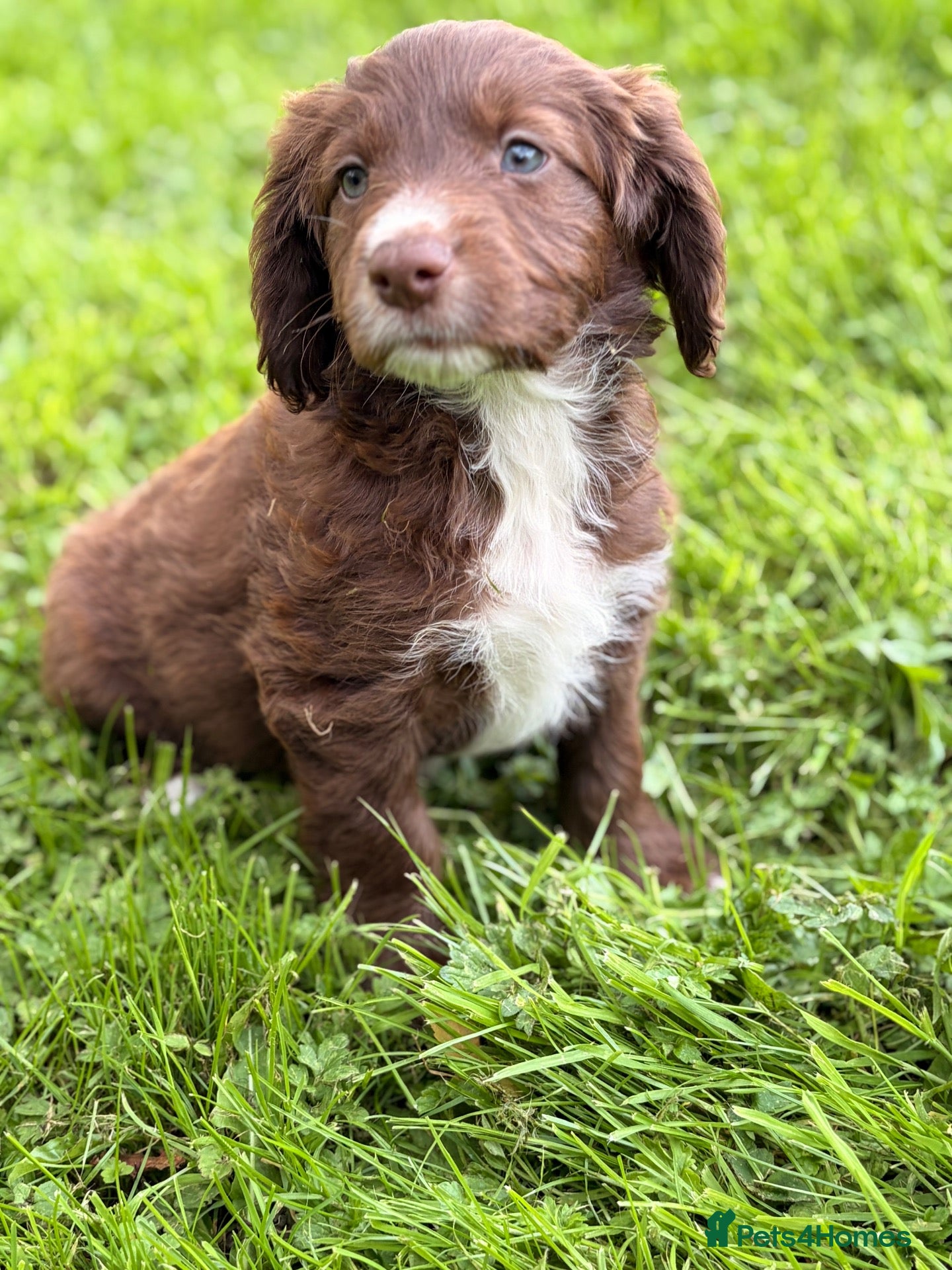 Mixed Breed dogs BEAUTIFUL COCKER X COLLIE PUPS - Advert 7