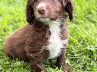 Mixed Breed dogs BEAUTIFUL COCKER X COLLIE PUPS - Advert 7