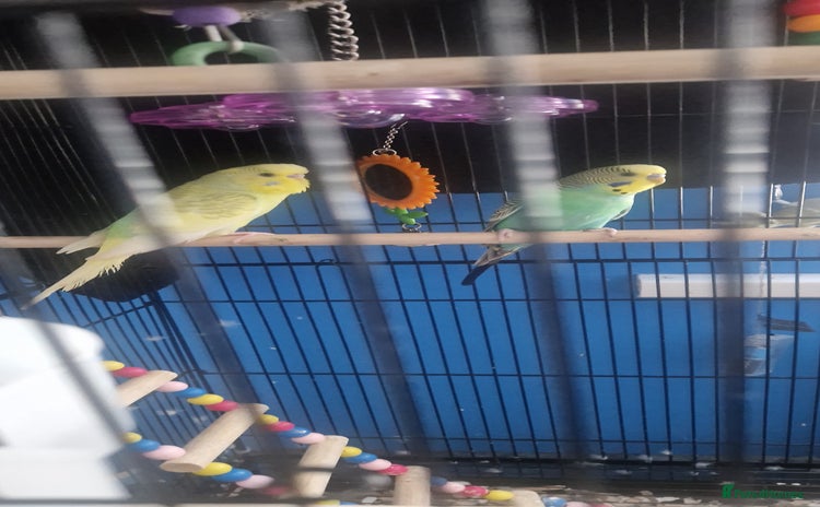 Budgerigars birds - Advert 1
