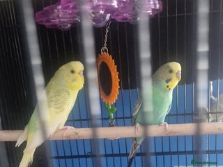 Budgerigars birds - Advert 5