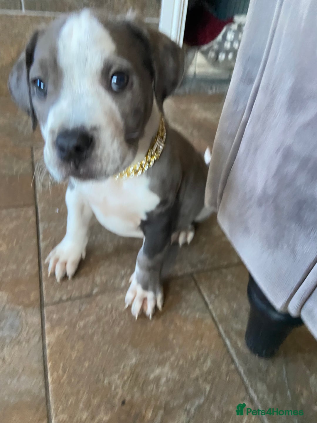 Mixed Breed dogs for sale: NORTH AMERICAN MASTIFF - Image 11